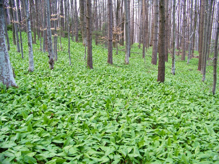 Stara_Planina-03.jpg